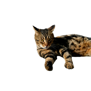 Stock Photo Of Cat, Cats Of Istanbul, Pexels 15022 - Cat PNG image with transparent background